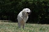 GOLDEN RETRIEVER 1174